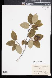 Amelanchier laevis image