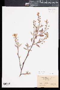 Amelanchier laevis image