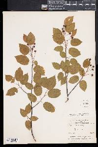 Amelanchier laevis image