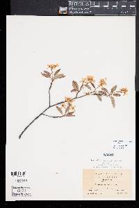 Amelanchier laevis image