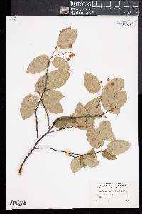 Amelanchier laevis image