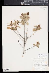 Amelanchier obovalis image