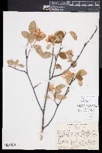 Amelanchier sanguinea image