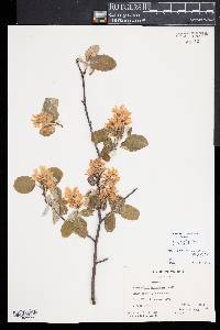 Amelanchier sanguinea image