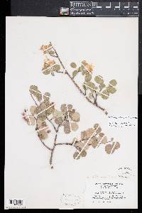 Amelanchier utahensis image