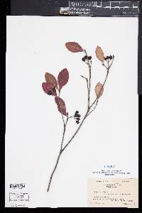 Aronia atropurpurea image