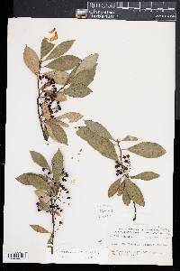 Aronia melanocarpa image