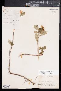 Aronia melanocarpa image