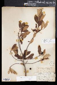 Aronia melanocarpa image