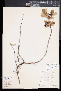 Aronia melanocarpa image