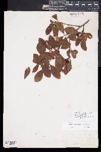 Aronia melanocarpa image