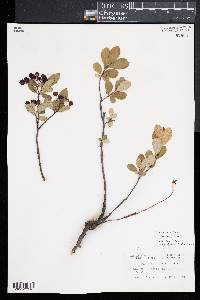 Aronia × prunifolia image