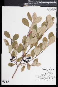 Aronia × prunifolia image