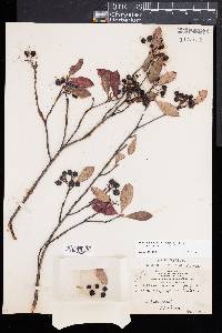 Aronia × prunifolia image