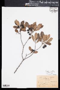 Aronia × prunifolia image