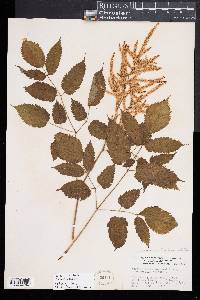 Aruncus dioicus image