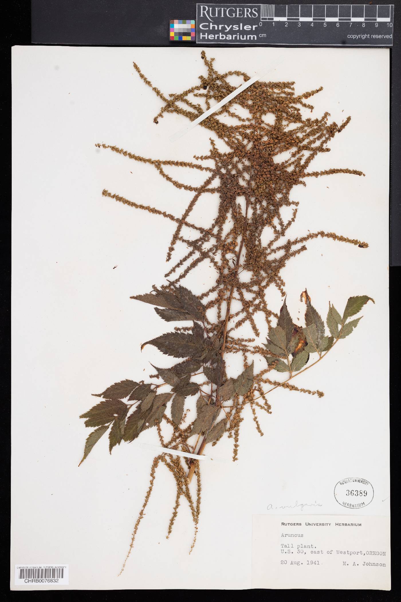 Aruncus vulgaris image