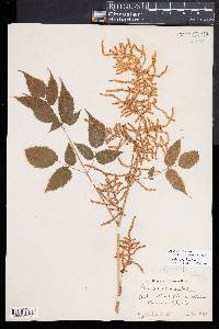 Aruncus vulgaris image