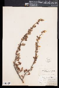 Cercocarpus parvifolius image