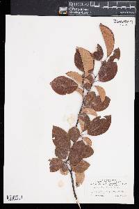 Chaenomeles sinensis image