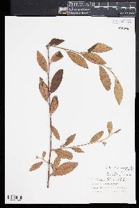 Cotoneaster frigidus image