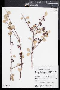 Image of Cotoneaster hissaricus