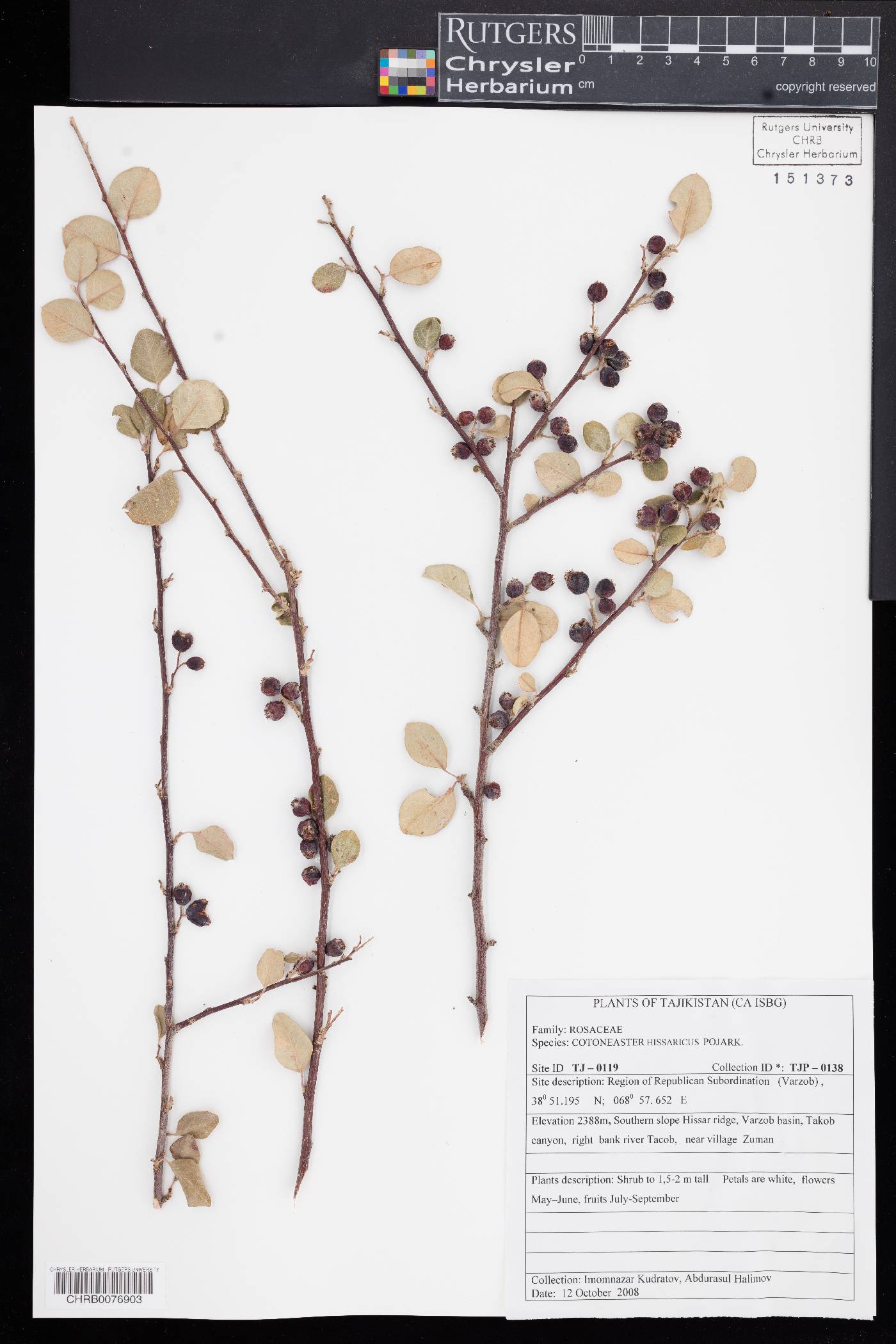 Cotoneaster hissaricus image