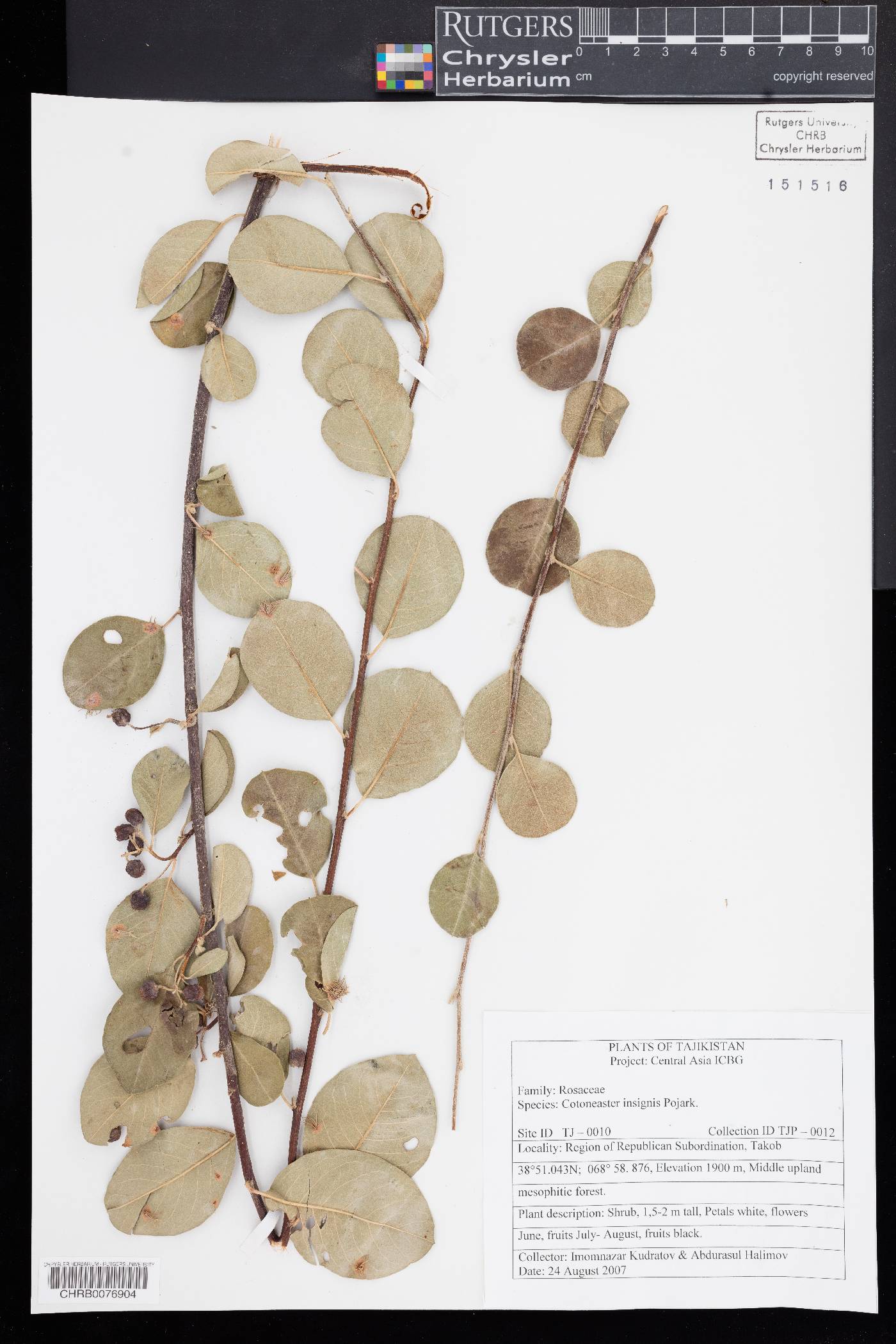 Cotoneaster insignis image