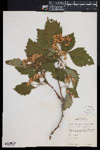 Crataegus calpodendron image