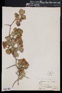 Crataegus chrysocarpa image