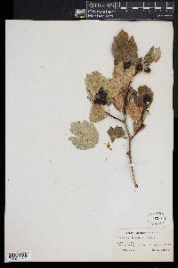 Crataegus douglasii image