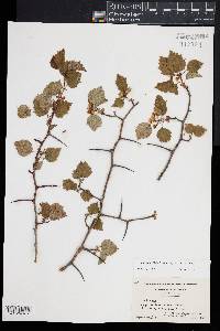 Crataegus flabellata image