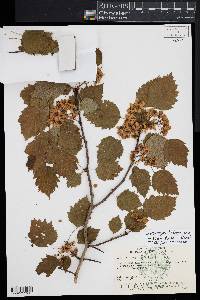 Crataegus holmesiana image