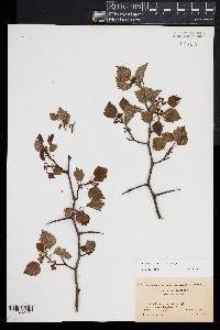 Crataegus intricata image