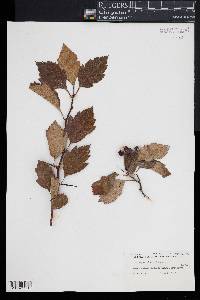 Crataegus nitida image