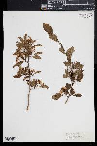 Crataegus nitida image