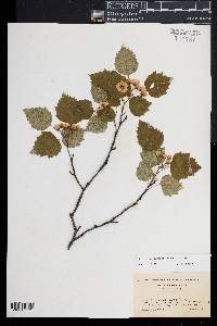 Crataegus pruinosa image