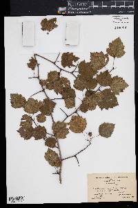 Crataegus pruinosa image