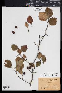 Crataegus pruinosa image