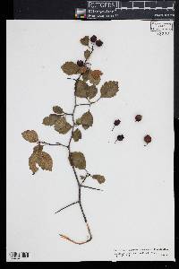 Crataegus pruinosa image