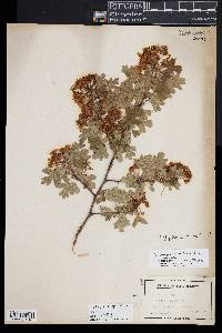 Crataegus rhipidophylla image