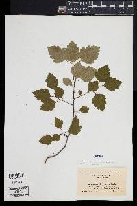 Crataegus straminea image