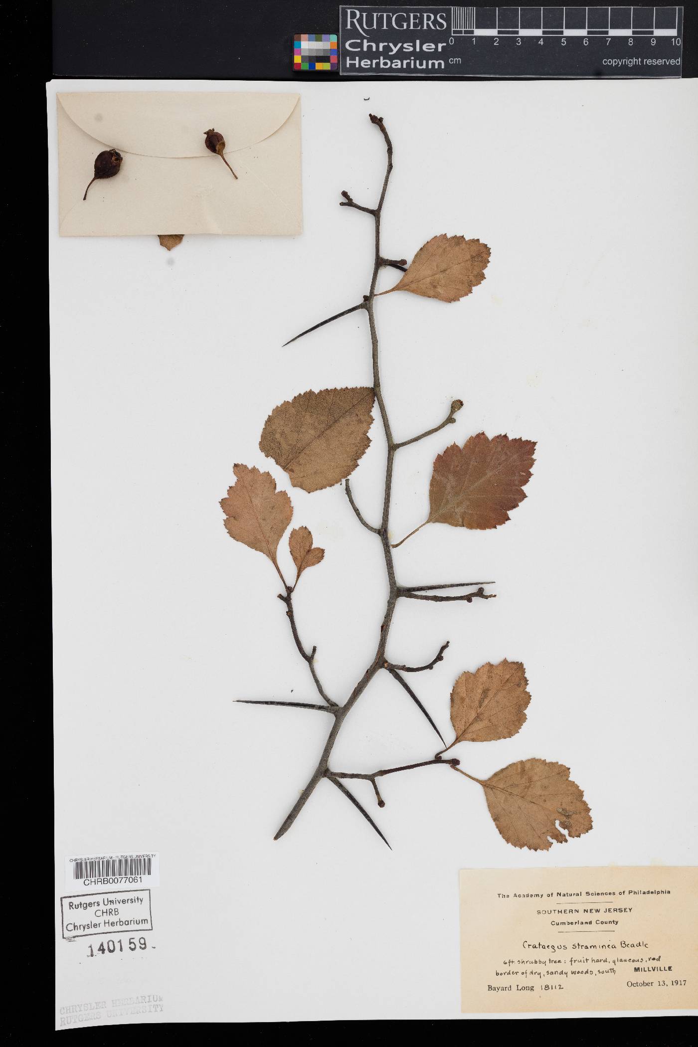 Crataegus straminea image