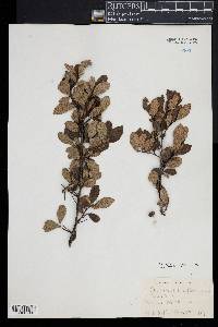 Crataegus uniflora image