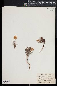 Dryas drummondii image