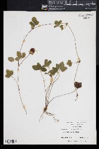 Potentilla indica image