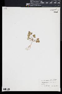 Potentilla indica image