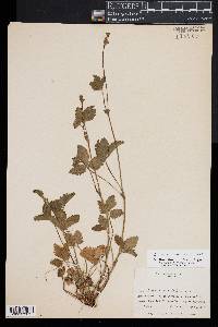 Potentilla indica image