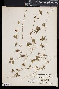 Potentilla indica image