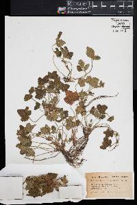 Potentilla indica image